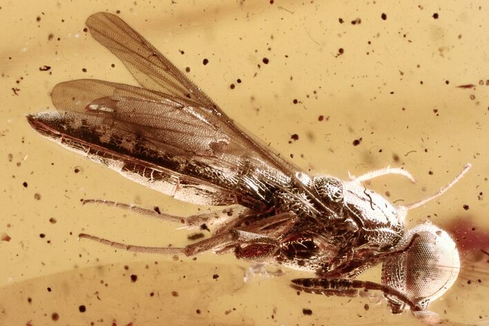 Fossil Parasitoid Wasp (Scelionidae) in Baltic Amber - Great Eyes #321764